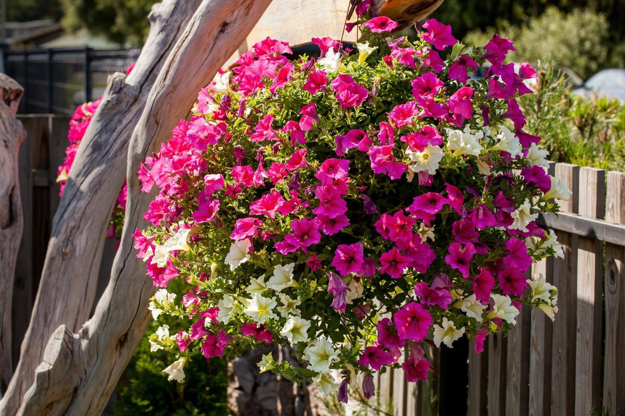Vila Sraige Palanga Dış mekan fotoğraf